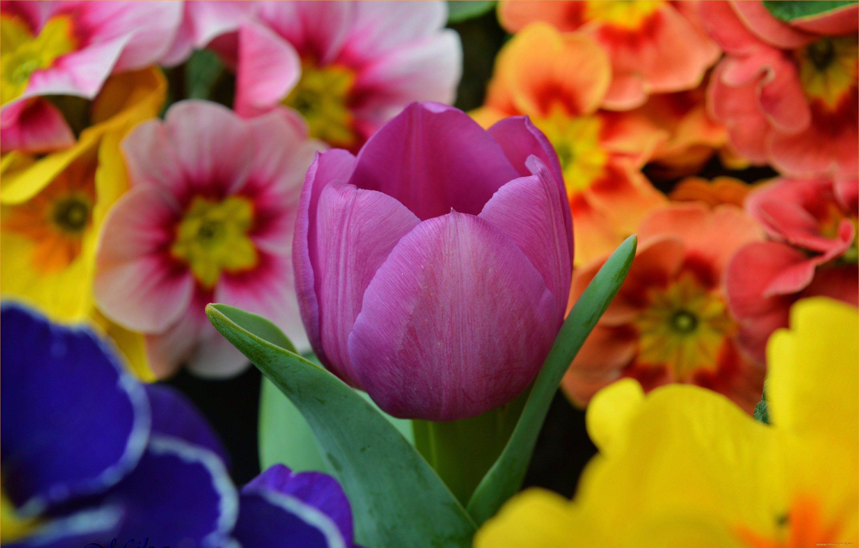 ,  , , , flowers, spring, tulip, , purple, , primrose